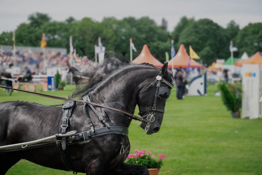 d4412e53-68ef-4a52-9802-f24cd837a124